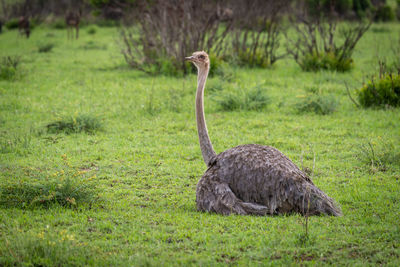 Bird on rock by land on grass