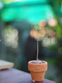 Close-up of coffee on table