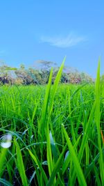 Close-up of fresh green grass in field against sky