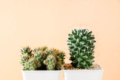 Potted plants against white background