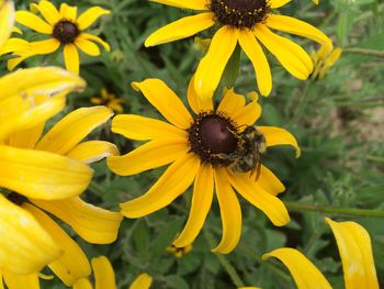 Close-up of bee on yellow flower