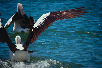 Landender pelikane auf dem wasser 