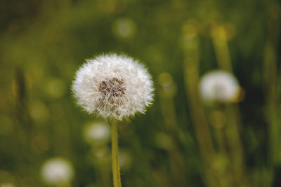 Close-up of dandelion growing outdoors
