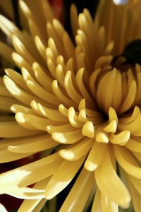 Close-up of yellow flowering plant