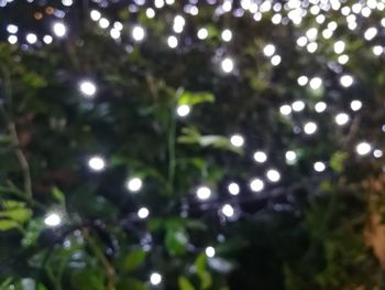 Close-up of tree against blurred background