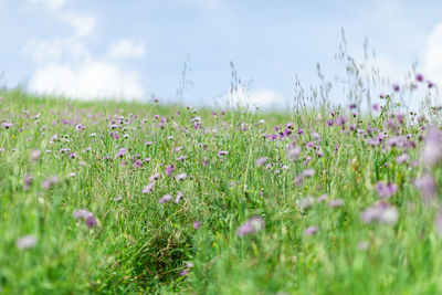 View of flowering plants on field