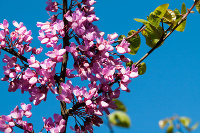 Low angle view of flower tree against sky