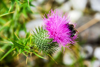 Close-up of purple thistle flowers