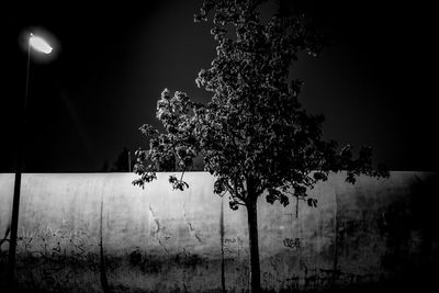 Illuminated tree against sky at night