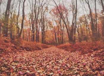 Autumn leaves on footpath in forest