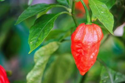 Close-up of red chili peppers on plant