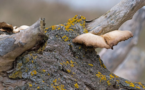 Close-up of mushrooms growing on tree trunk