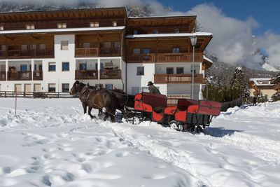 Horse standing on snow covered buildings