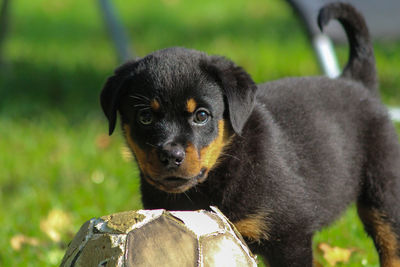 Portrait of black dog