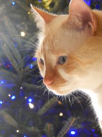 Close-up portrait of cat