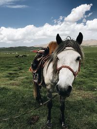 Portrait of horse standing on field