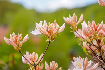 Pink spring rhododrendron in bloom