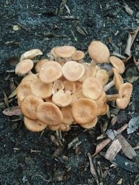 Close-up of mushrooms growing on field