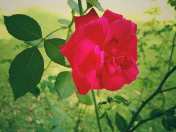 Close-up of red rose blooming outdoors