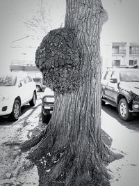 Tilt image of tree by street in city