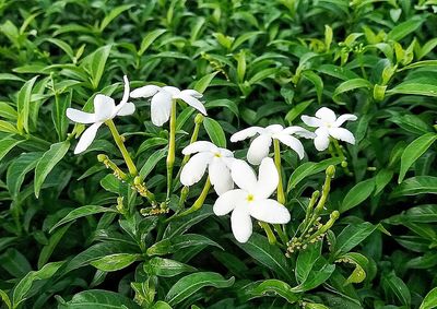 Close-up of white flowers blooming in garden