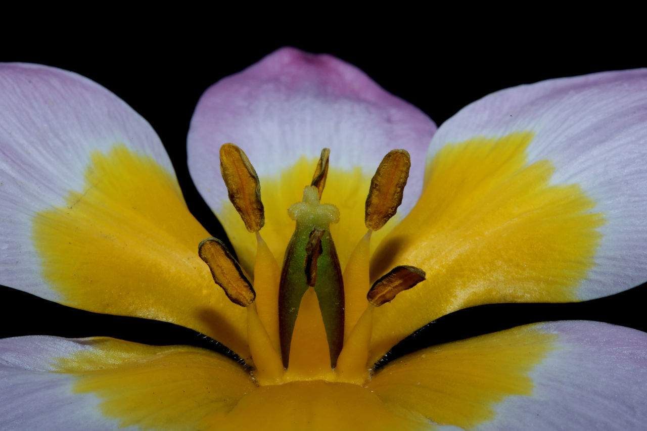 CLOSE-UP OF YELLOW FLOWERING PLANT