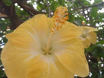 Close-up of yellow hibiscus blooming outdoors