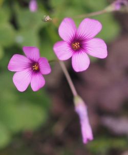 Close-up of pink flowers