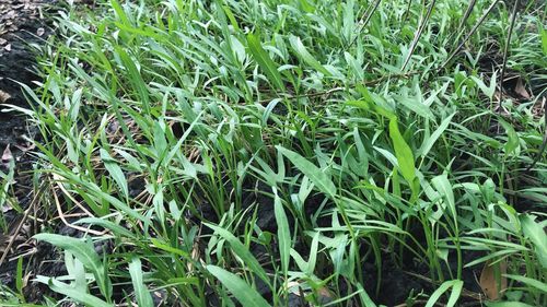 Full frame shot of bamboo on field