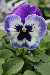 Close-up of purple flower blooming outdoors