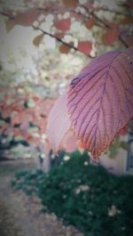 Close-up of leaves on tree