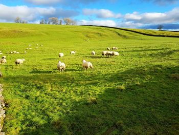 Flock of sheep on grassy field against sky