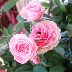 Close-up of pink roses