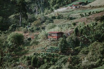 House amidst trees and plants growing in forest