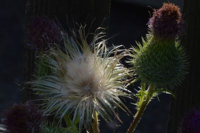 Close-up of cactus plant