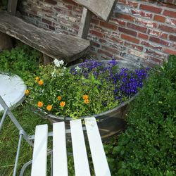 Plants growing in backyard