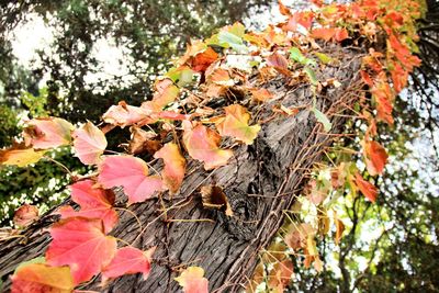 Close-up of maple leaves
