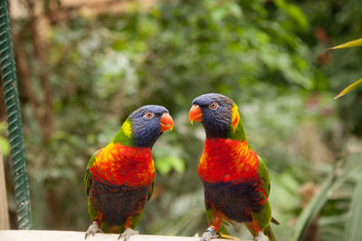 Close-up of parrot perching