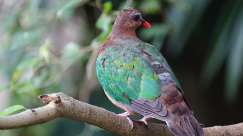 Close-up of bird perching on branch