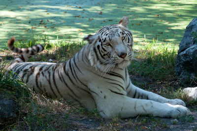 Close-up of white tiger on field