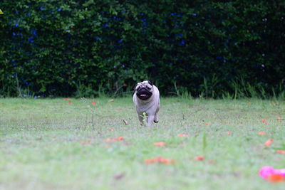 Portrait of dog running in grass