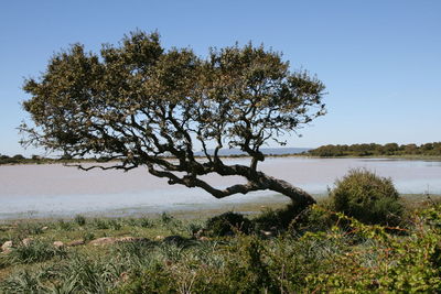 Tree by lake against sky