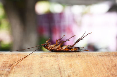 Dead cockroaches on a blurred background