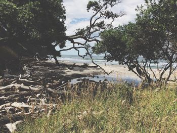 Close-up of tree by sea against sky