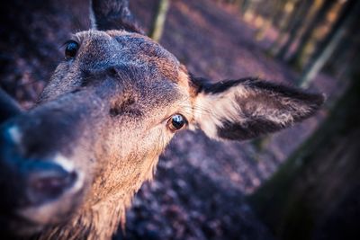 Close-up of an animal