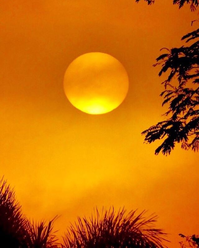 LOW ANGLE VIEW OF SILHOUETTE TREES AGAINST SKY AT SUNSET