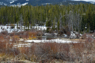 Scenic view of lake in forest