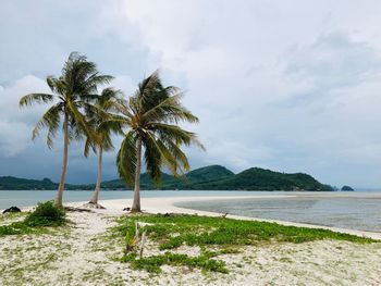 Palm trees on beach against sky