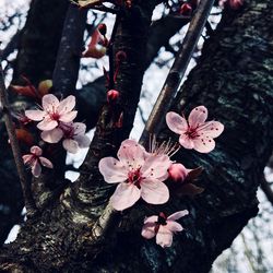 Close-up of pink cherry blossoms
