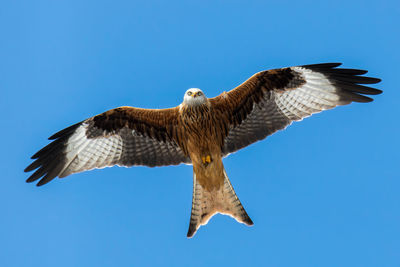 Low angle view of eagle flying against clear blue sky